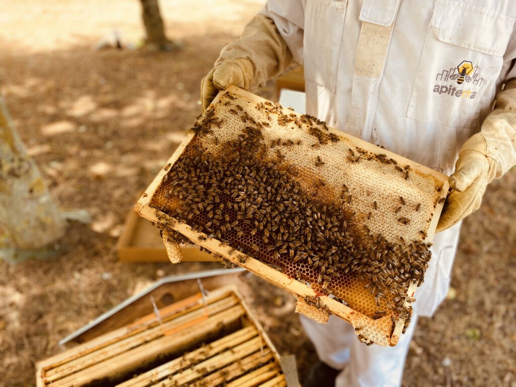 LEs rayons de miel produits par les abeilles accueillies chez PVM